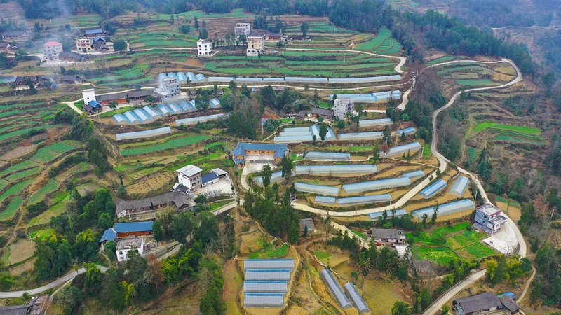 周寨村上寨新建的红薯育苗基地
