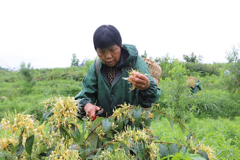 村民採摘金銀花。潘婭攝