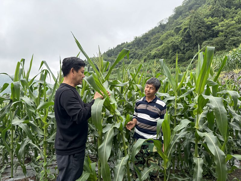 2、農業專家為農戶講解汛期管護技巧。