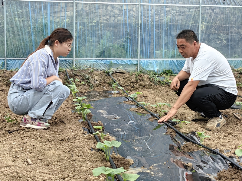 查看金香蜜瓜長勢。