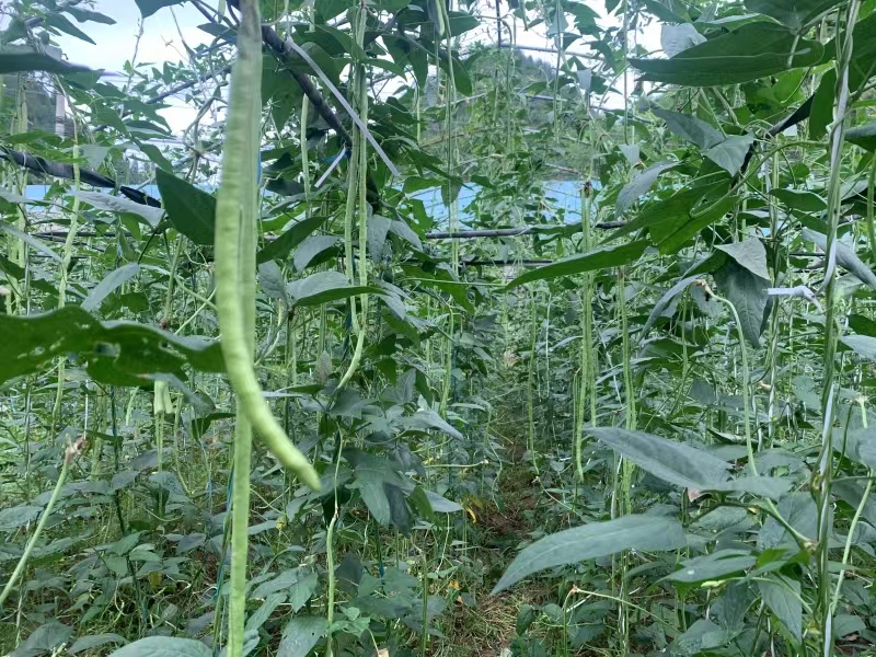 翠绿的豇豆密密麻麻悬挂在藤蔓上