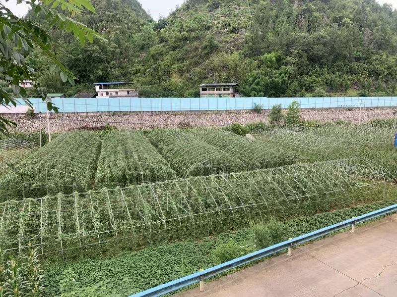 沙子街道黄金村豇豆种植基地