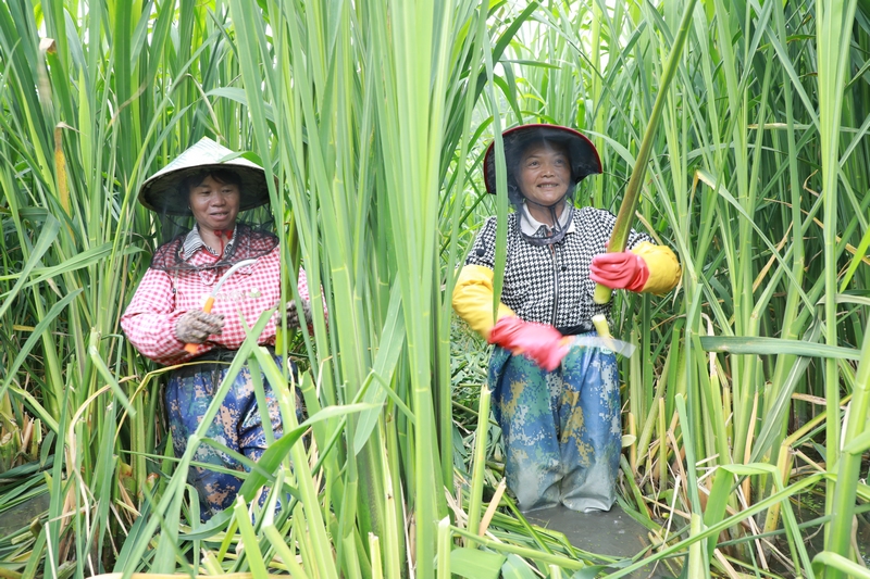 村民正在收割茭白