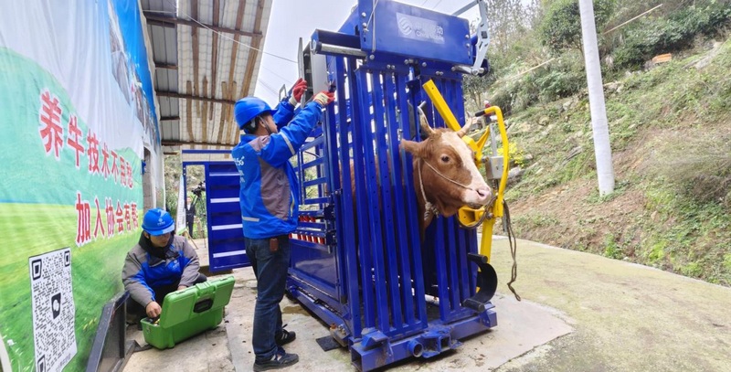 3 圖為智慧肉牛養殖體系.jpg