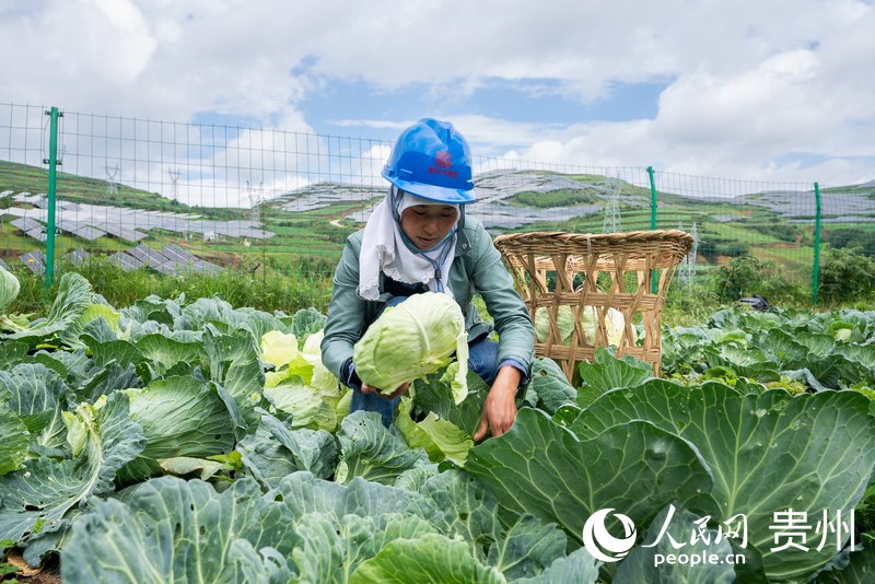 當地農戶正在採收光伏板下種植的蔬菜。人民網記者 涂敏攝