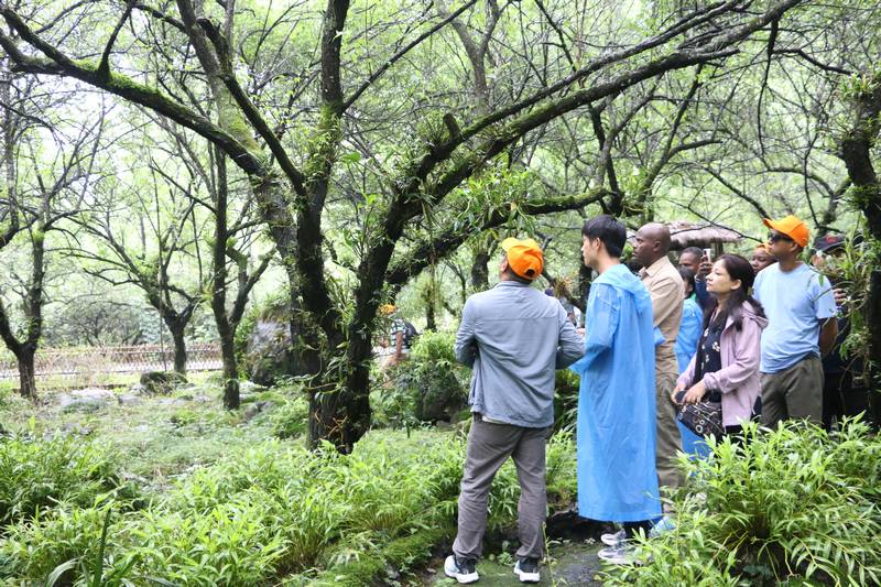 在黎明关水族乡万亩梅参观君子台梅兰石斛产业示范基地。