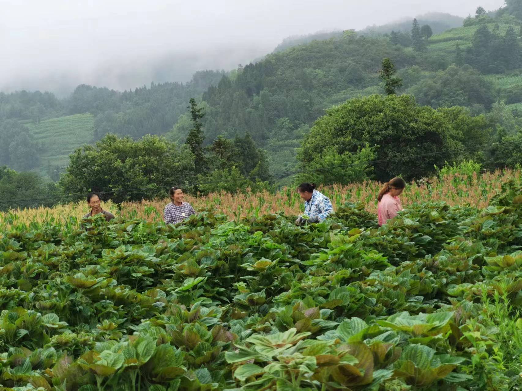 图为：紫苏采摘现场（1）