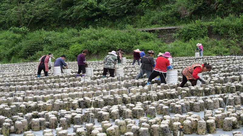 图为：双流镇白马村热水组村民采摘木耳