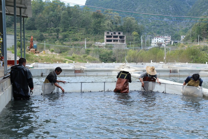 黃果樹龍宮鎮木廈河村冷水魚養殖基地。