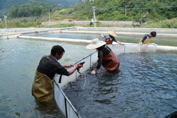 黃果樹龍宮鎮木廈河村冷水魚養殖。