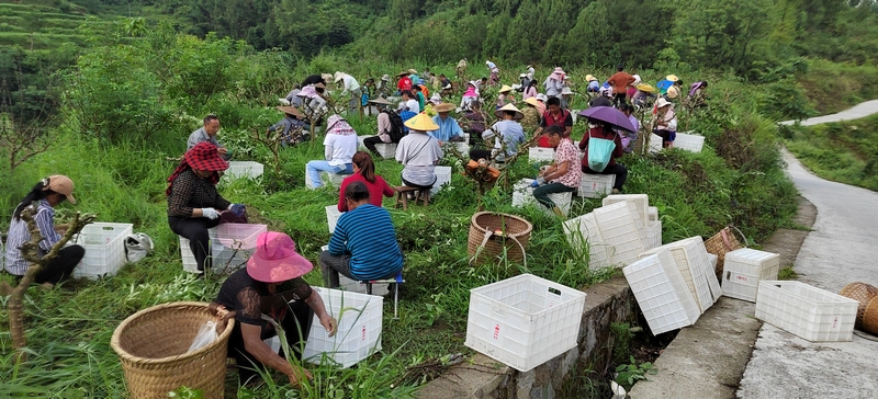 村民们在采摘花椒