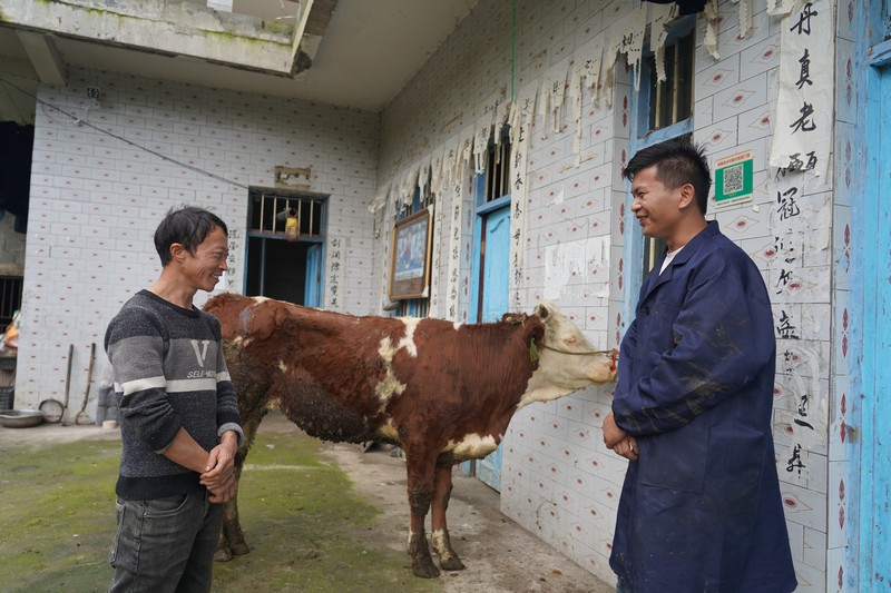 納雍縣昆寨鄉金珠村，李柳林（右）給陳子鮮普及夏季牛易發病的預防知識。