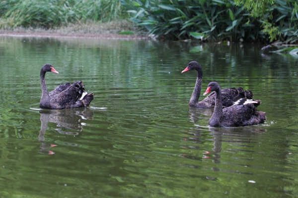 6、黑天鵝在觀山湖公園“安了家”。觀山湖融媒體中心供圖