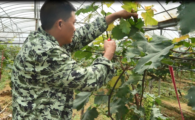 西河烤煙育苗工場務工人員正在大棚內為葡萄樹修剪枝丫。