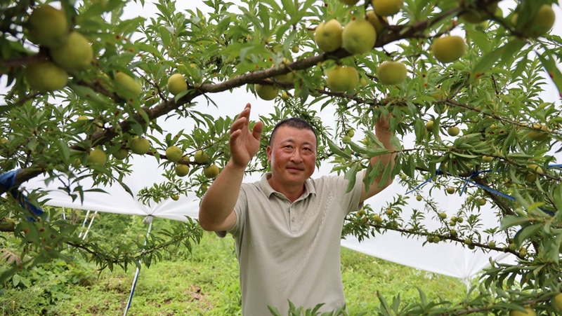 何学德是土生土长的宝寨人，2017年返乡创业，在政府部门扶植下，带头发展李子果园500亩，并配套机耕道、水肥一体化灌溉设施、物理防虫设施、冷库等。 修文县融媒体中心姜继恒 摄