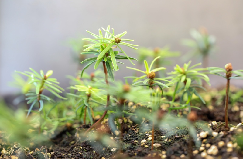 在貴州省林科院林業生物技術研究所實驗大棚裡茁壯成長的梵淨山冷杉幼苗。李鶴攝.jpg