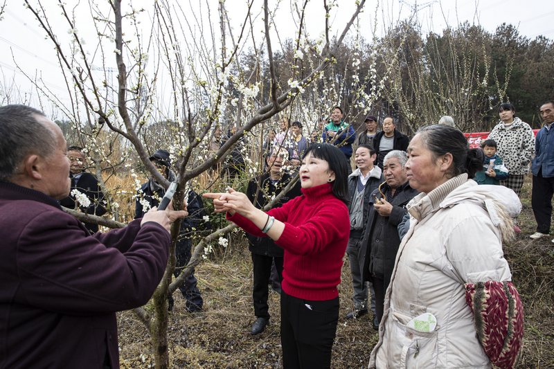 2024年3月9日，贵州省黔西市洪水镇永平村李子种植基地，市级科技特派员洪琳（前排右二）在指导村民剪枝.JPG