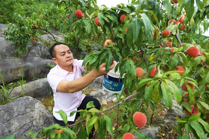 石山瓜果香满园 尝鲜销售正当时。