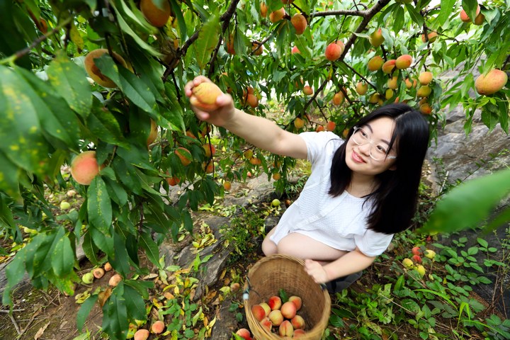 石山瓜果香滿園 嘗鮮銷售正當時。