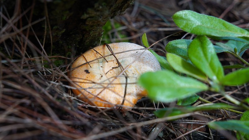 2、松树林下的野生菌。