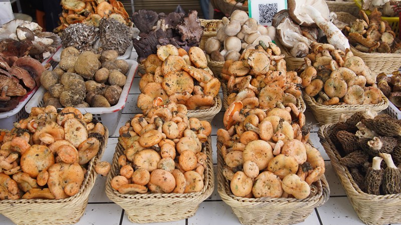 4、种类繁多的野生菌。