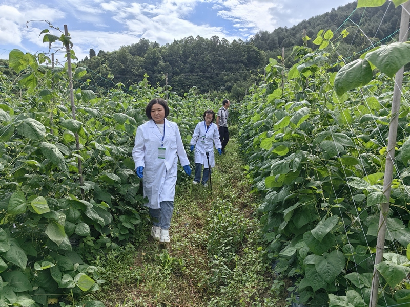 工作人员现场采样。