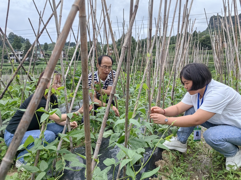 工作人员现场检查豇豆生产情况。