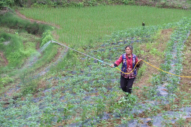村民正在給辣椒噴洒殺虫藥。