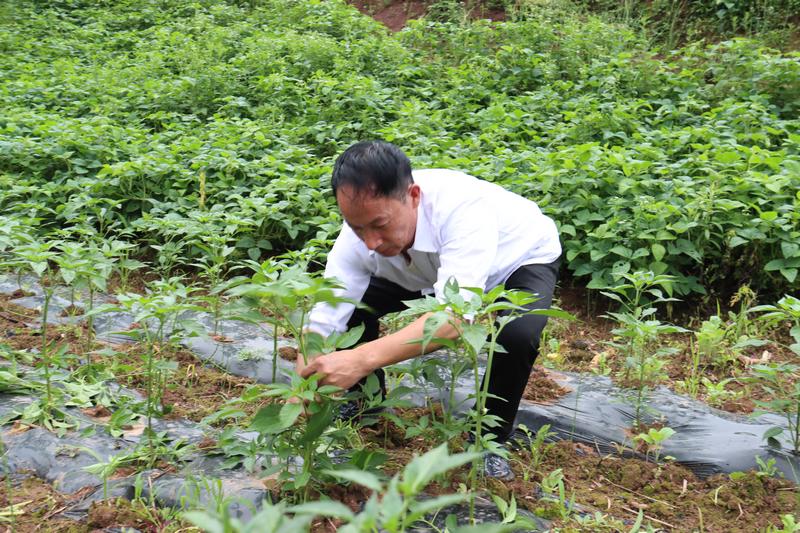 馮承貴正在給辣椒抹芽。
