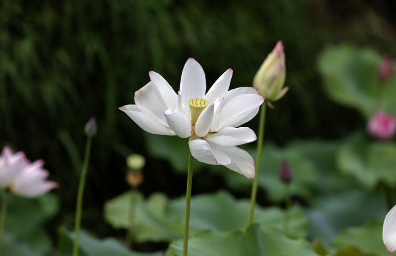 7月9日拍摄的罗甸县沫阳镇红星村的庭院荷花。