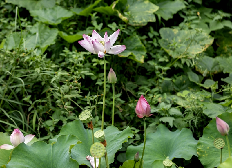 7月9日拍摄的罗甸县沫阳镇红星村的庭院荷花。