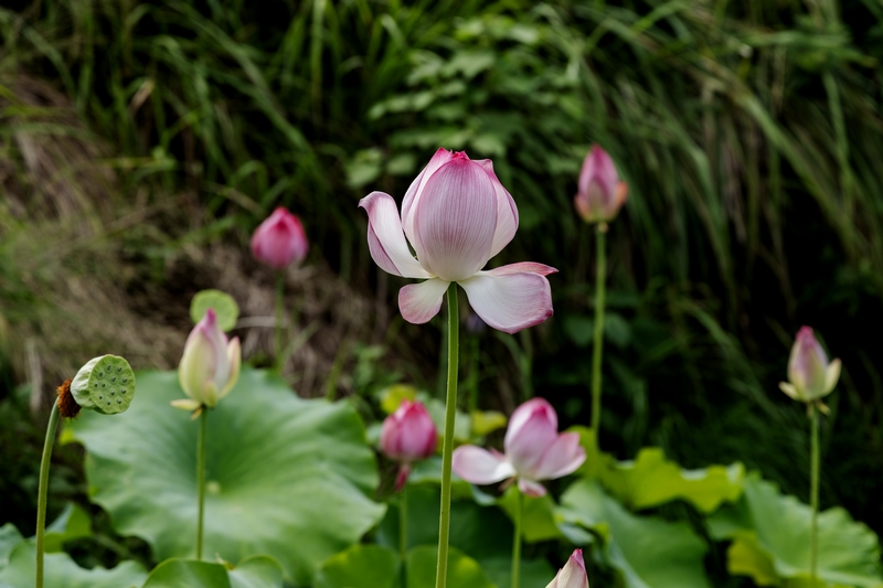 7月9日拍摄的罗甸县沫阳镇红星村的庭院荷花。