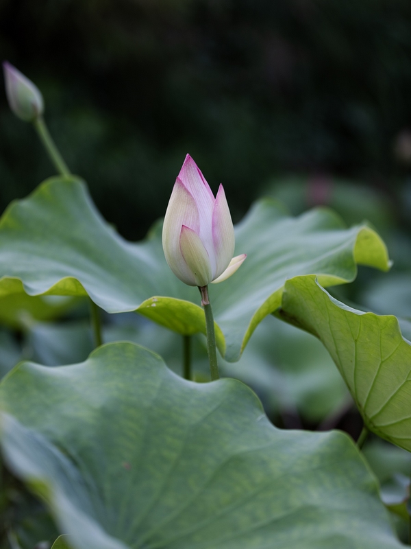 7月9日拍摄的罗甸县沫阳镇红星村的庭院荷花。