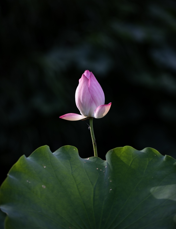 7月9日拍摄的罗甸县沫阳镇红星村的庭院荷花。