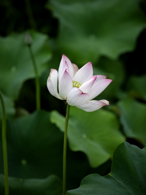 7月9日拍摄的罗甸县沫阳镇红星村的庭院荷花。
