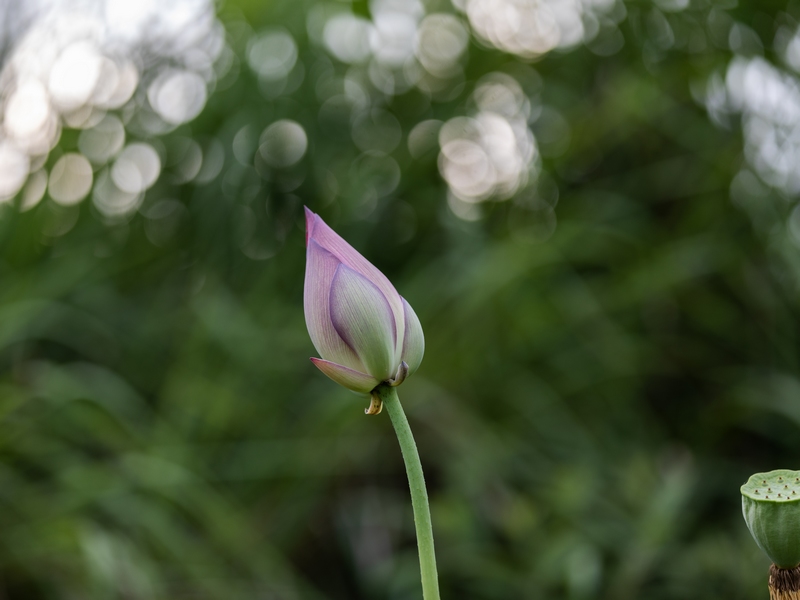 7月9日拍摄的罗甸县沫阳镇红星村的庭院荷花。