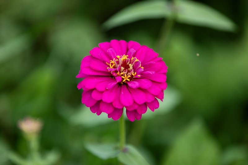 7月9日拍摄的罗甸县沫阳镇红星村的庭院小花。