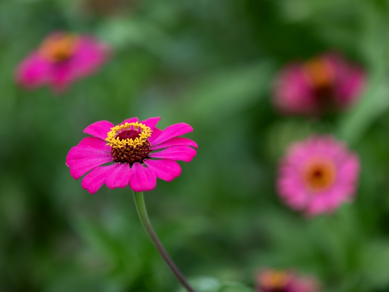 7月9日拍摄的罗甸县沫阳镇红星村的庭院小花。