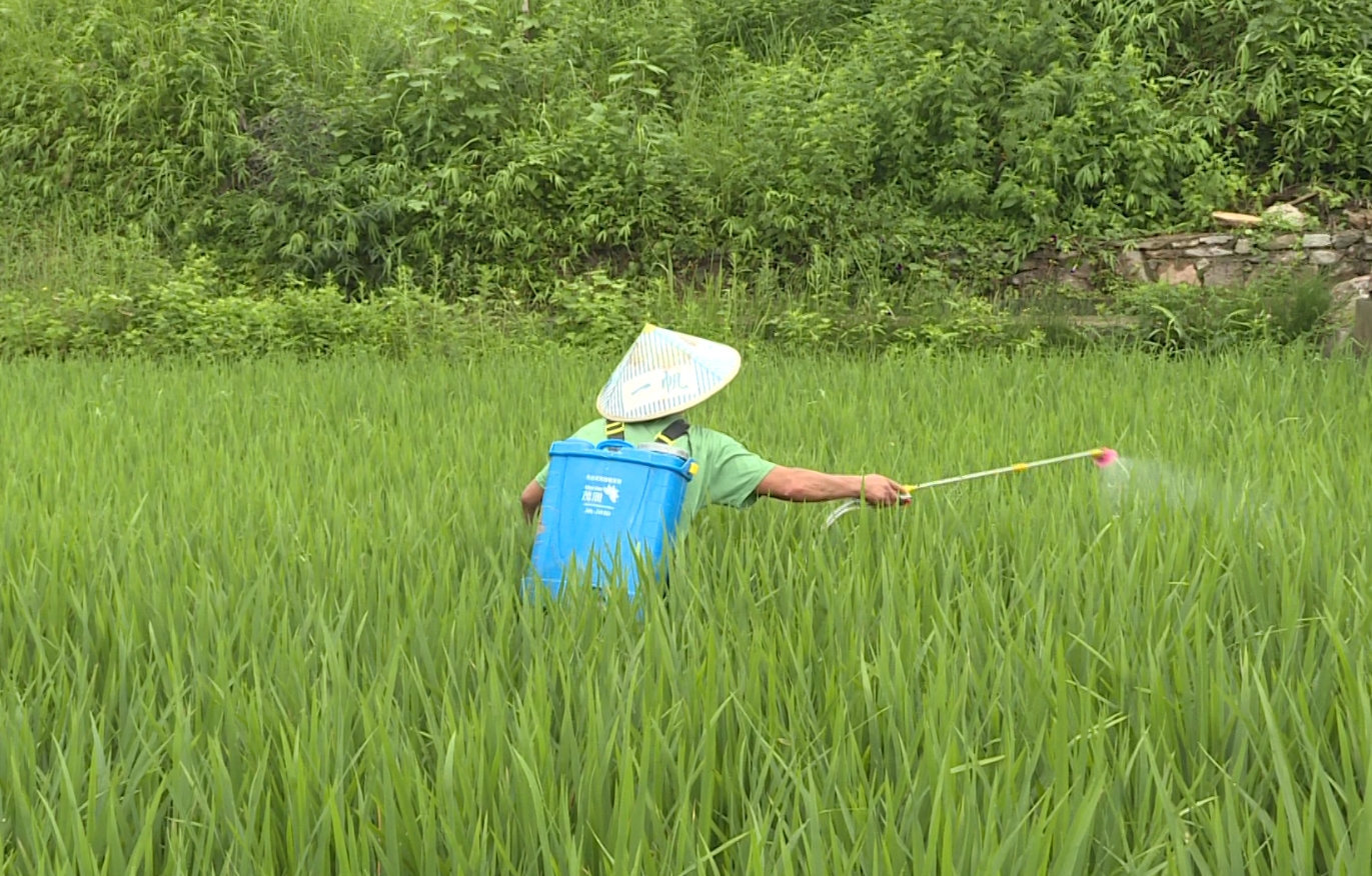 村民正在给秧苗喷洒农药。王成鹏摄