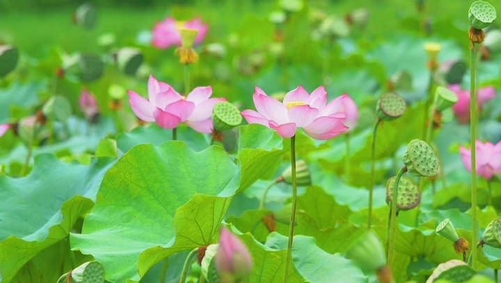 荷花。