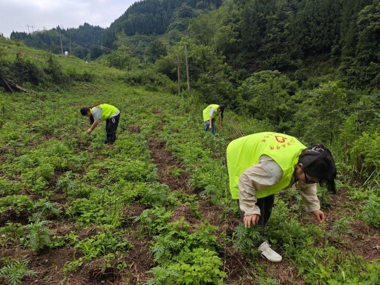 團隊成員在果木村萬壽菊種植基地勞作。