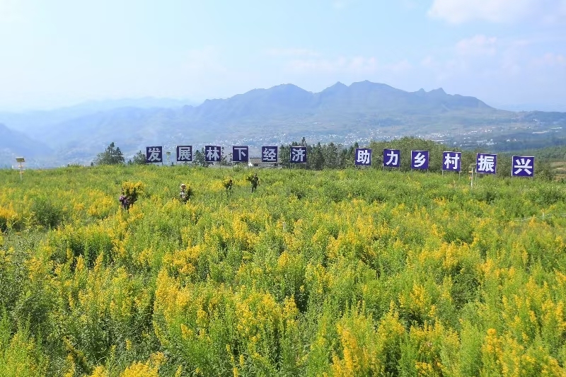 贵阳银行助力毕节以林业碳票谱写生态富民新篇