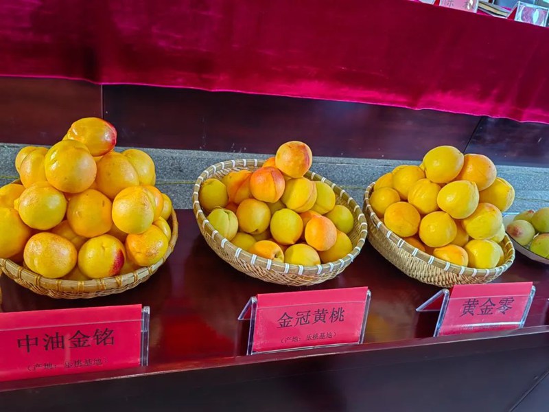新品种桃子。