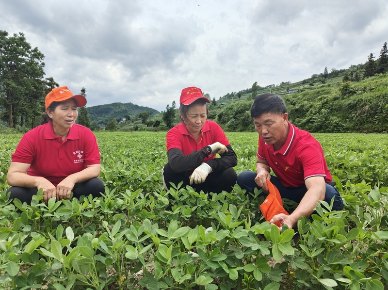 黎仕斌正认真地指导工人进行花生管护