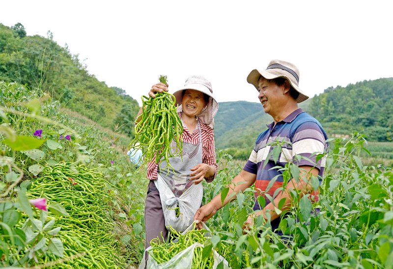 村民在裝辣椒。