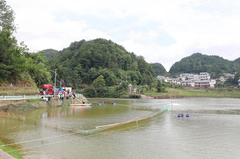 4 位于贾鱼桥水库的稻花鱼种养殖项目