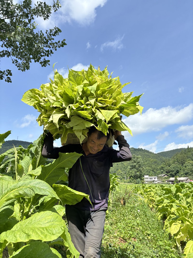 圖為：煙農正在搬運烤煙