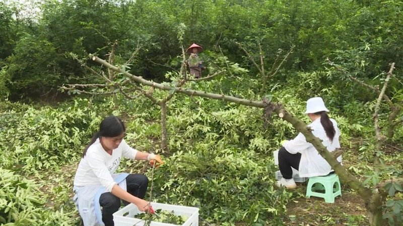 村民採摘花椒