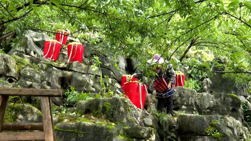 当地村民正在采摘蜂糖李