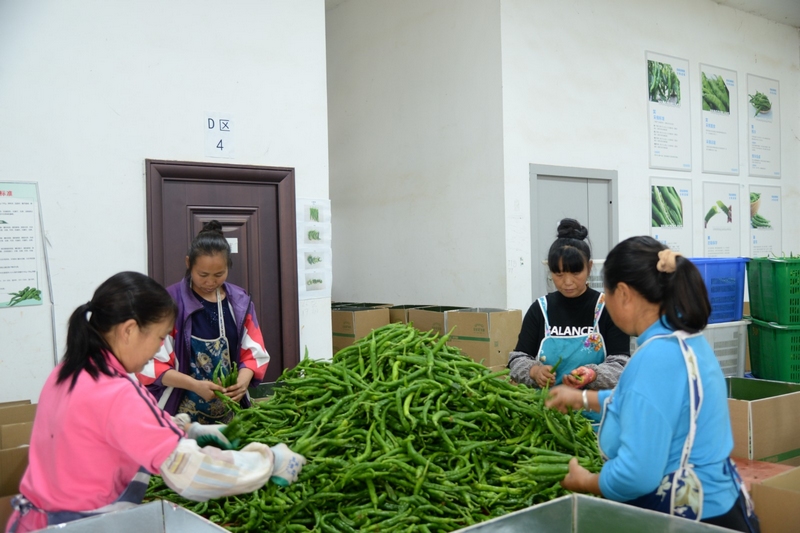 圖為村民在按標准對辣椒進行分揀裝箱。耀家昌 攝